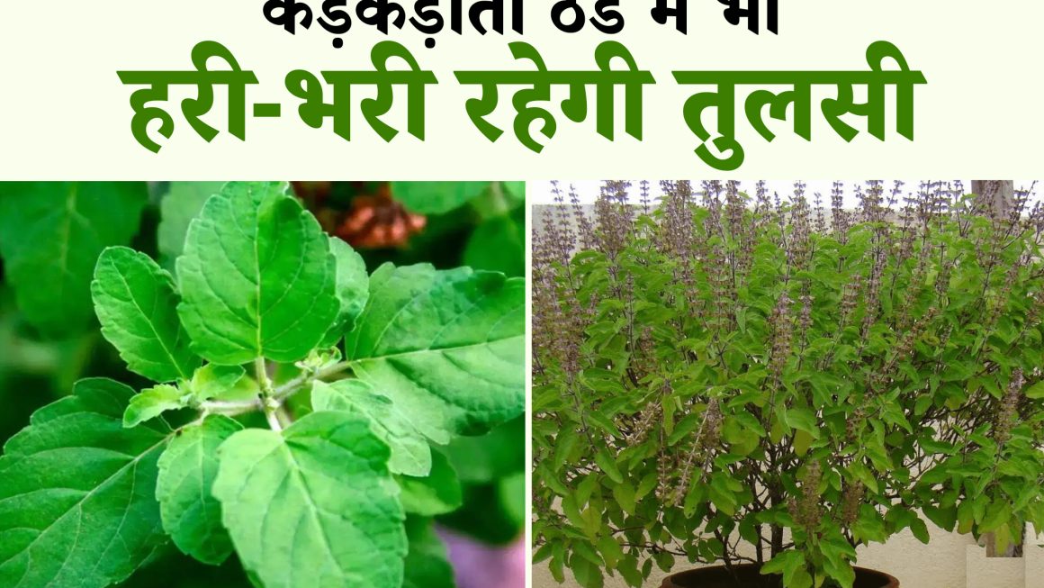 तुलसी को हरा और घना कैसे रखें?  इस तरह भीषण सर्दी में भी नहीं सूखेगा पौधा