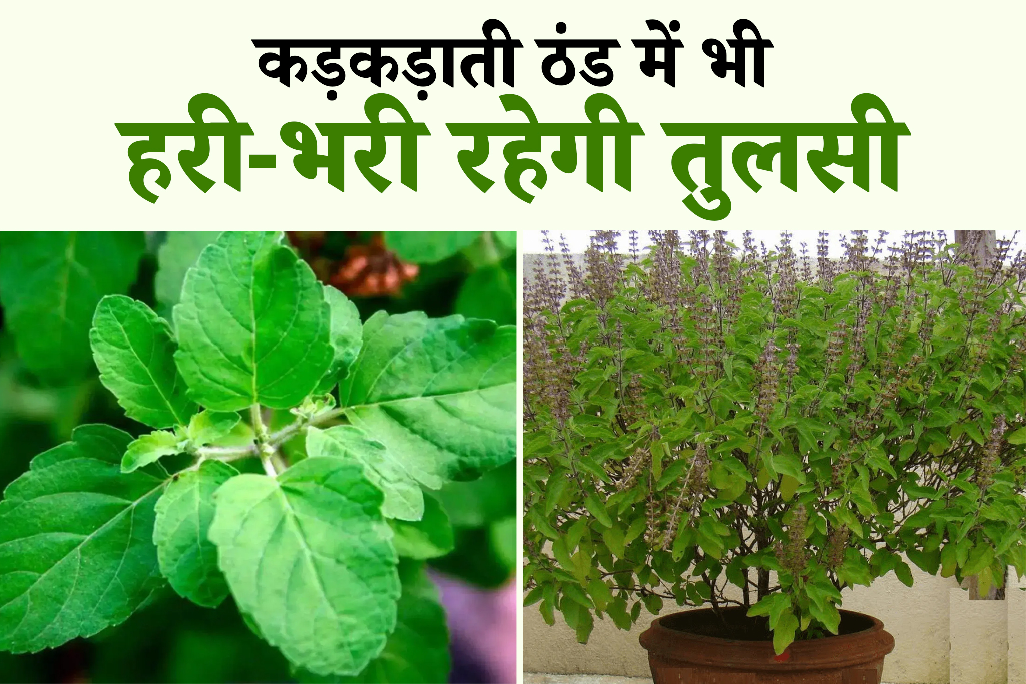 benefits of tulsi plant